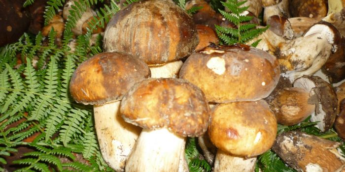 Funghi sila